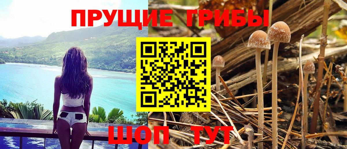 Псилоцибиновые грибы Psilocybine cubensis Кувандык